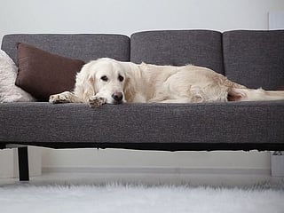 How to take care of your pets during COVID-19 pandemic