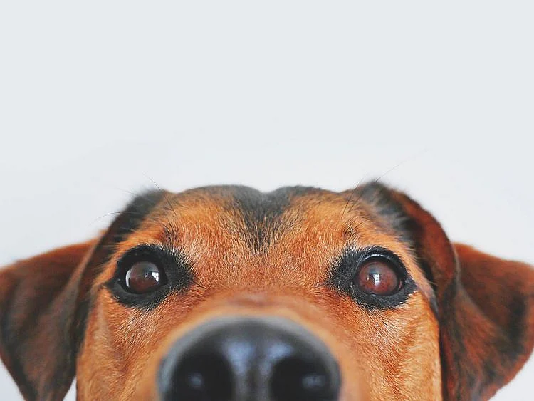Dog, pet, puppy