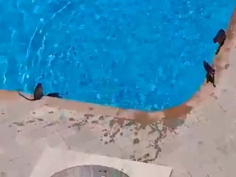 Monkeys take over pools in Mumbai