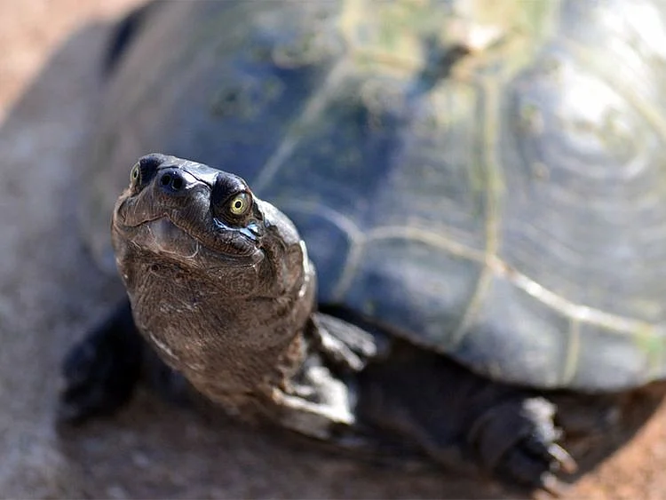 Turtle generic