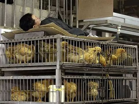  COVID-19: Many zoonotic diseases arise because of the ways in which humans treat animals