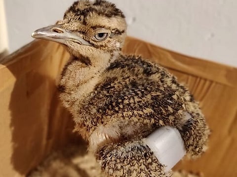 Nine Great Indian Bustard chicks have hatched