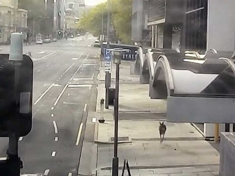 A kangaroo hops through empty streets during the lockdown restrictions to prevent the spread of the coronavirus disease (COVID-19) in Adelaide, Australia, April 19, 2020 in this screen grab obtained from social media video. 