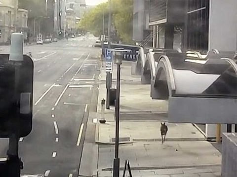A kangaroo hops through empty streets during the lockdown restrictions to prevent the spread of the coronavirus disease (COVID-19) in Adelaide, Australia