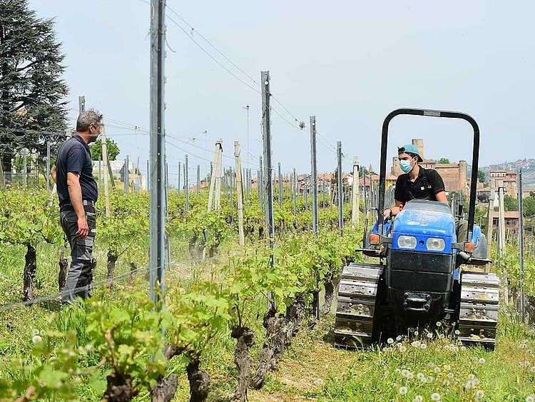 Italy crops