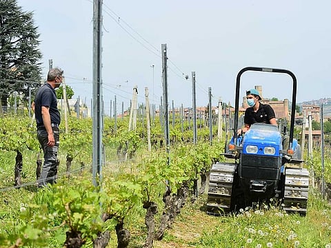 A man wearing a face mask works in the vineyards to prepare the 2020 harvest as the spread of the coronavirus disease (COVID-19) continues, in Langhe-Roero area, Cuneo, Italy April 18, 2020. 