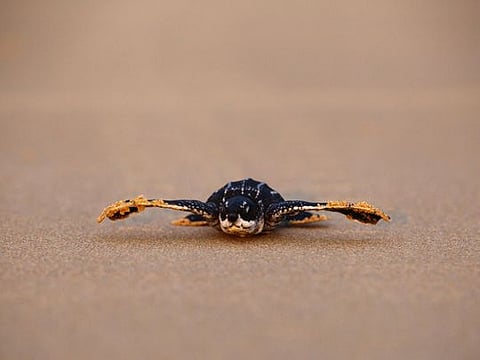 Coronavirus: Deserted Thai beaches lure rare turtles to build most nests in 20 years 