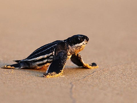 Turtle nests have been seen on Thai beaches as people stay home.
