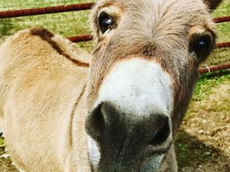 Meet Mambo the miniature donkey, he crashes boring zoom meetings