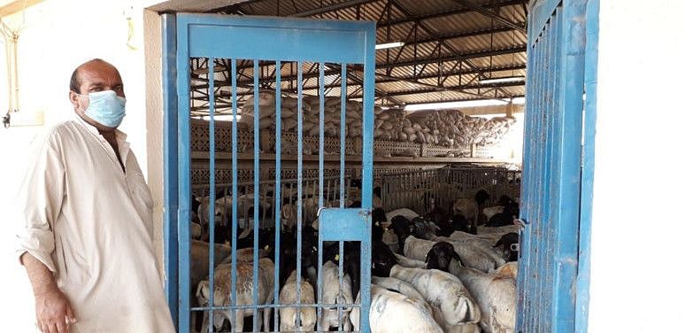 NAT 200423 Livestock-1587637403009