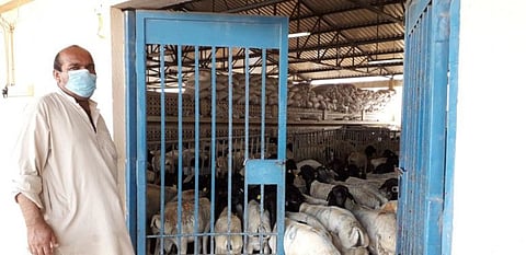 Livestock prices have witnessed an increase at the Abu Dhabi Livestock Market in Mina Zayed, ahead of Ramadan