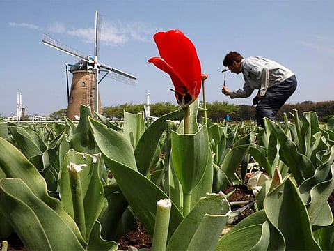 Why a Japanese City Had to Mow Over 800,000 Peak-Bloom Tulips