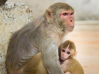 Prototype vaccines protect monkeys from coronavirus