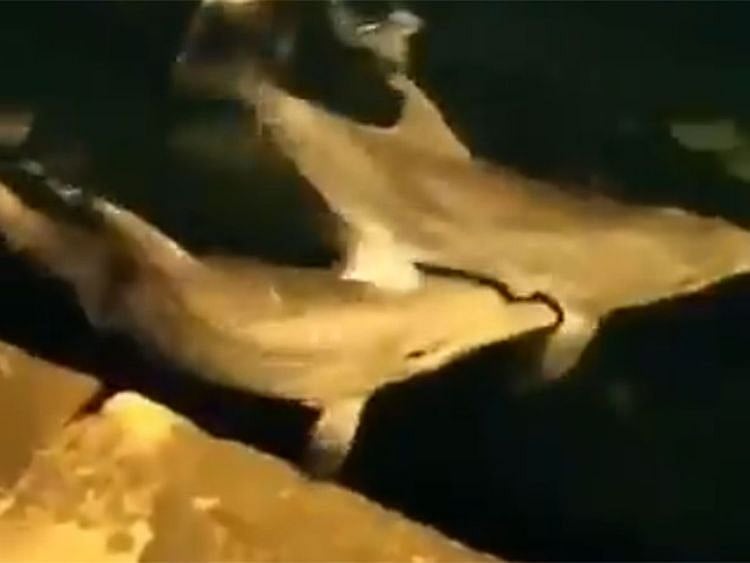 Dolphins play near tourist hotspot in Istanbul