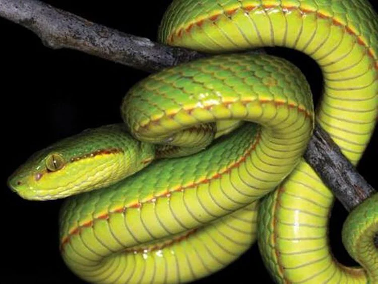 A species of snakes in India has been officially named after Harry Potter character Salazar Slytherin