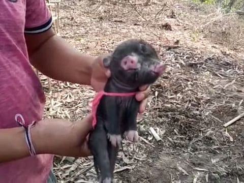 As soon as the news spread, villagers streamed to Inghi’s house to have a glimpse of the piglet.