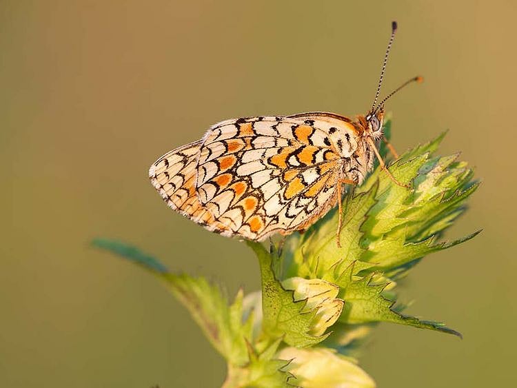 Butterfly