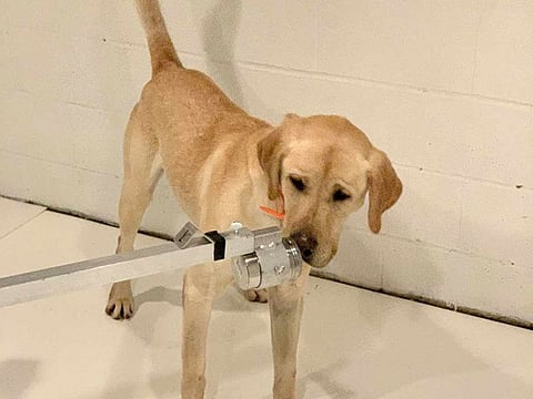 Labrador retriever is training to detect a scent 