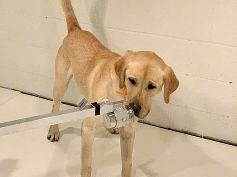 Labrador retriever is training to detect a scent 