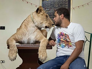 Egypt’s dynasty of big cat trainers takes the show home