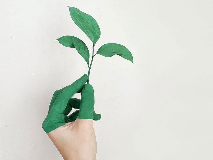 plant growing