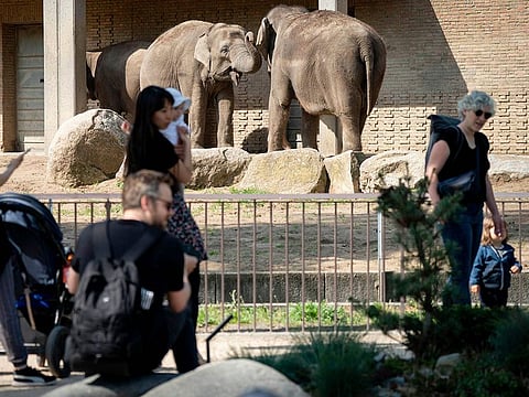 Visitors watch the elephants at Berlin Zoo in Berlin, Germany, Tuesday, April 28, 2020.