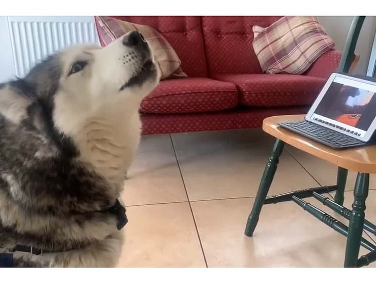 Henri and Laika video chat