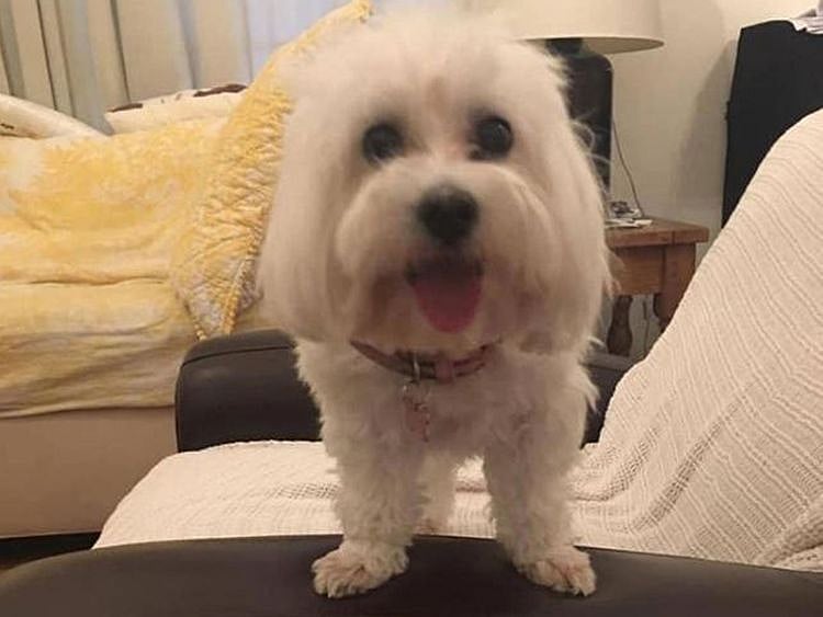 Mia Meng Meng's pet dog Emily 