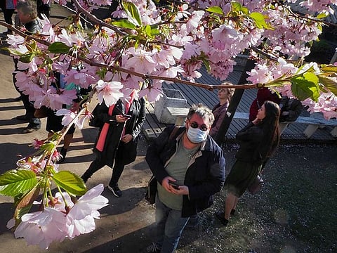 A man wearing a face mask to protect against coronavirus looks at a cherry blossom tree in the Friendship Garden amid the ongoing pandemic of the COVID-19 in St. Petersburg, Russia, Wednesday, May 6, 2020. 