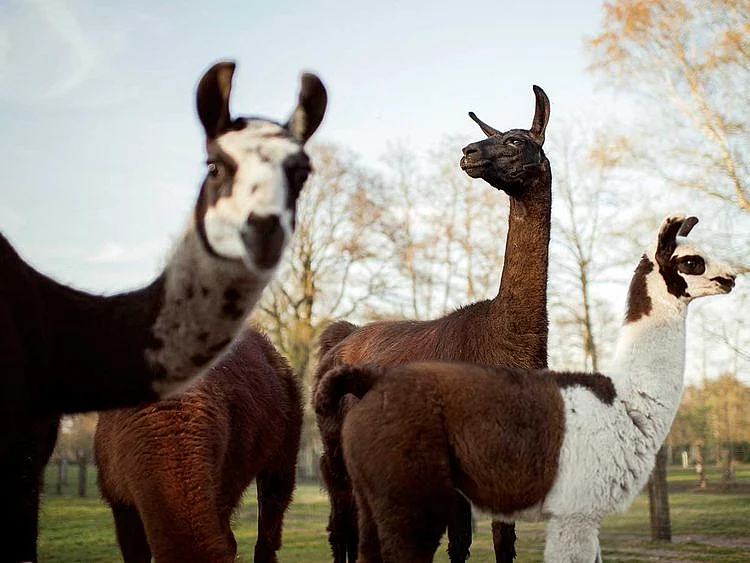a llama