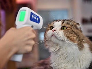 People can spread bird flu to their cats, US study suggests