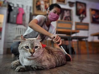 Clawing back normality: Bangkok cat cafe reopens after COVID-19 shutdown 
