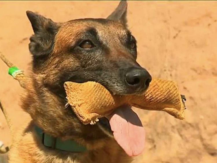 Dogs are being tested in Corsica