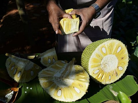 India's 'superfood' jackfruit goes global