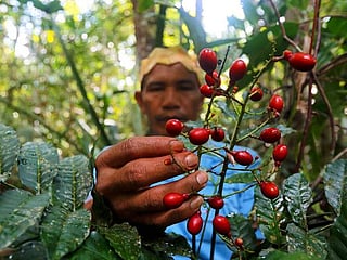 Brazil indigenous tribe fights COVID-19 with traditional remedies
