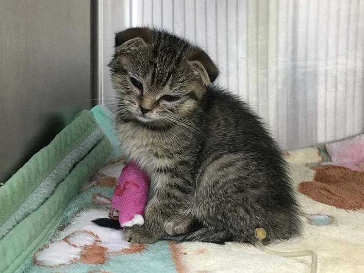 Emmy the kitten