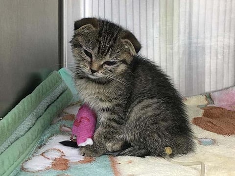 Emmy after her treatment