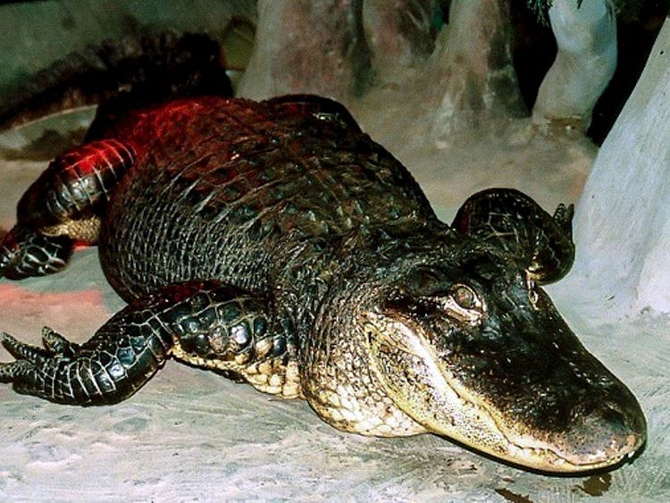Mississippi alligator "Saturn"