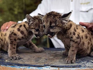 Newborn puma cubs named Pandemic and Quarantine in Mexican zoo