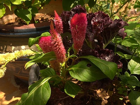 I gratefully soak in the richness and cheer that radiate from my garden’s seasonal blossoms