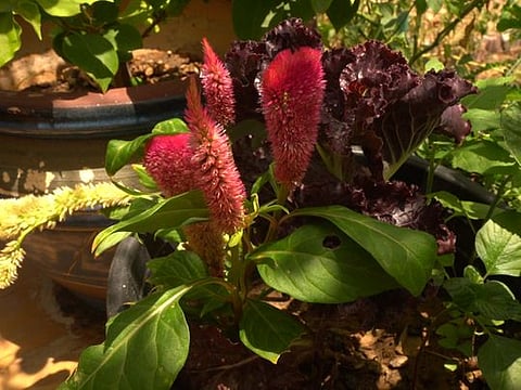 Inside the kitchen garden of Indian expat Praveen Kottavathil