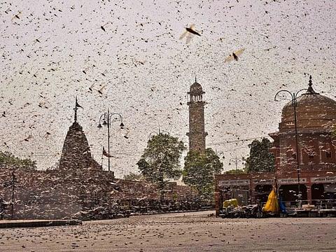 Swarms of locust in the state capital of Jaipur, Rajasthan, on Monday. More than half of Rajasthan’s 33 districts are affected by invasion by these crop-munching insects.