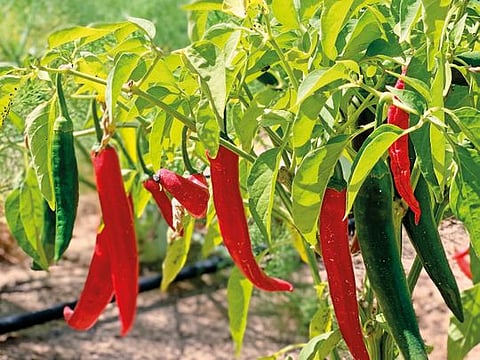 Aranya Farms grows a range of vegetables, herbs and greens at its facility in Abu Dhabi