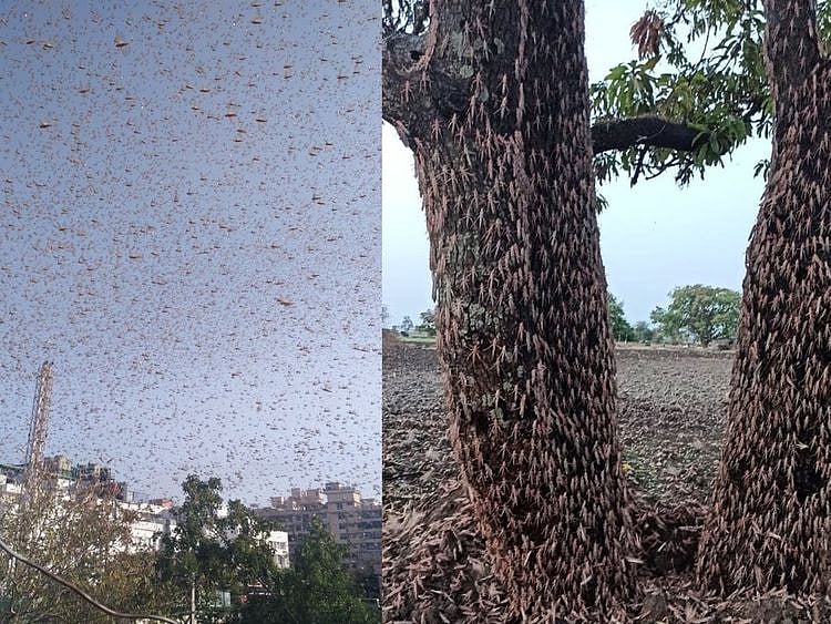 Many Indians have taken to social media to share videos and photos of swarms of locusts blanketing entire towns