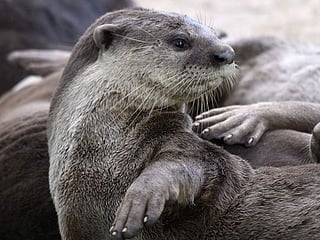 Singapore otters' lockdown antics spark backlash