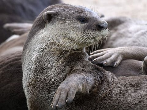 Singapore otters' lockdown antics spark backlash