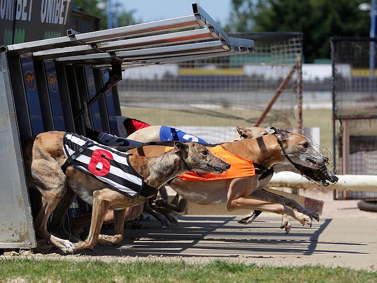 Greyhounds run out of the traps at Perry Barr Stadium, near Birmingham.