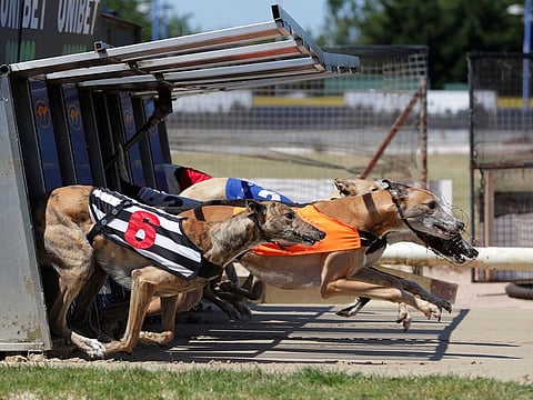 Greyhounds run out of the traps at Perry Barr Stadium, near Birmingham.