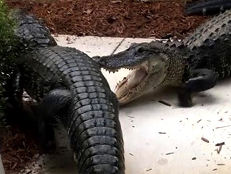 Florida woman discovers alligators fighting by her home