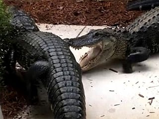 Video: Florida woman discovers alligators fighting by her home
